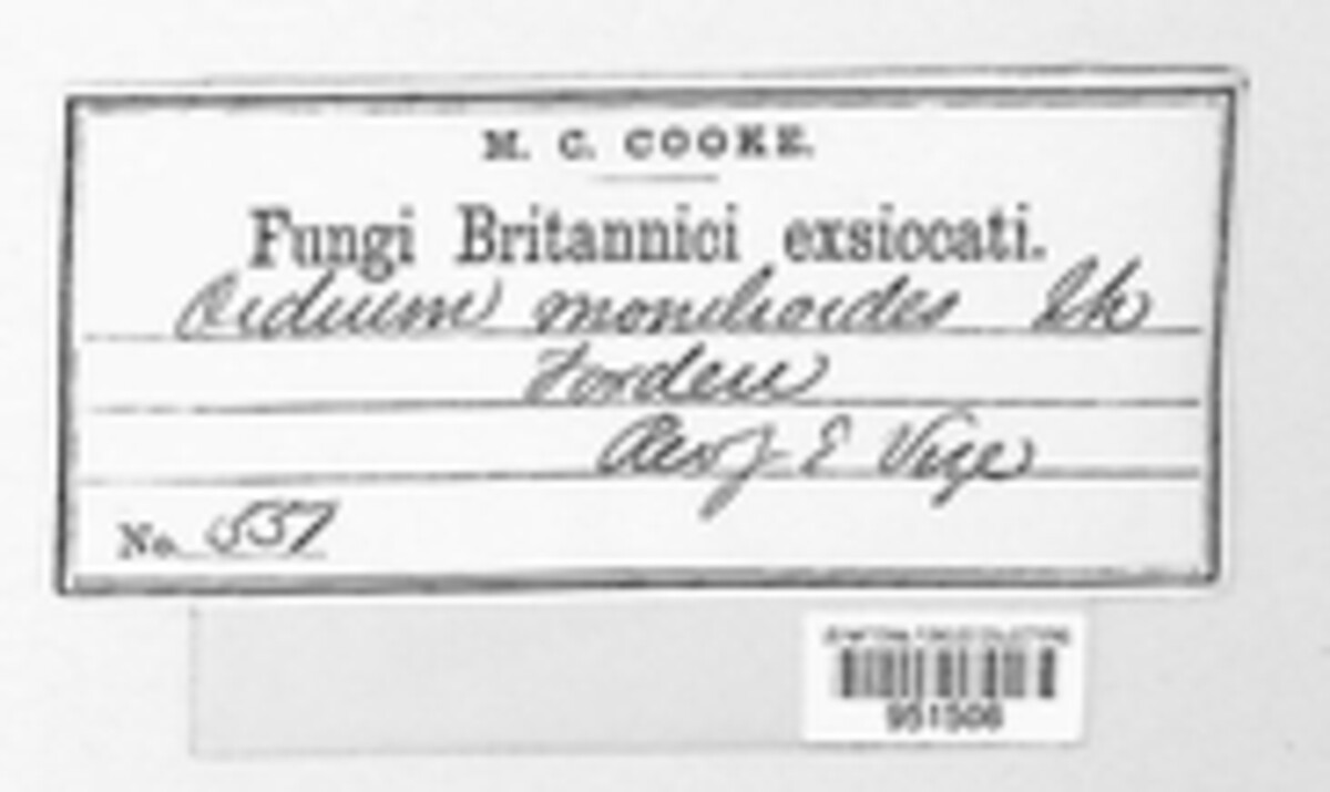 Blumeria graminis image